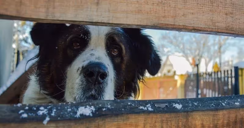 Chien joueur Saint-Bernard