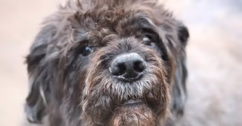 Chien joueur Bouvier des Flandres