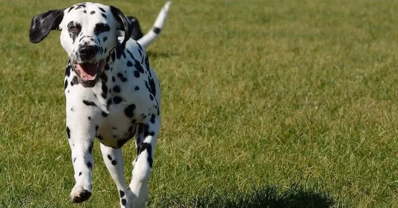 Chien joueur Dalmatien