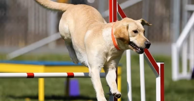 Chien joueur Labrador