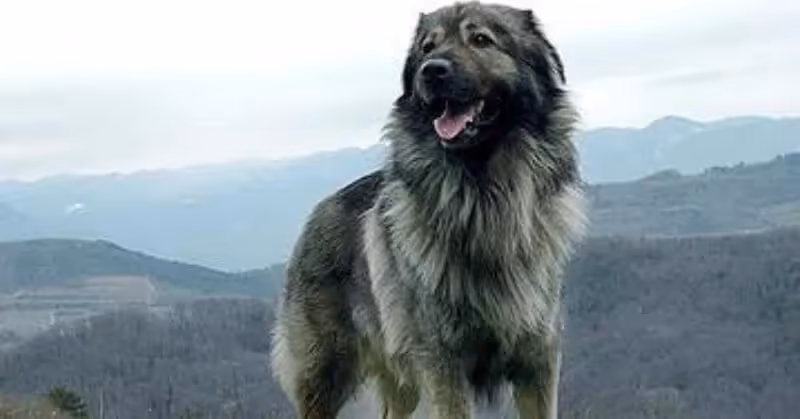 Chien molosse Berger du Karst