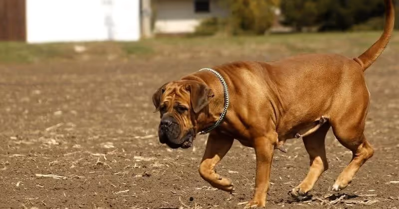 Chien molosse Boerboel