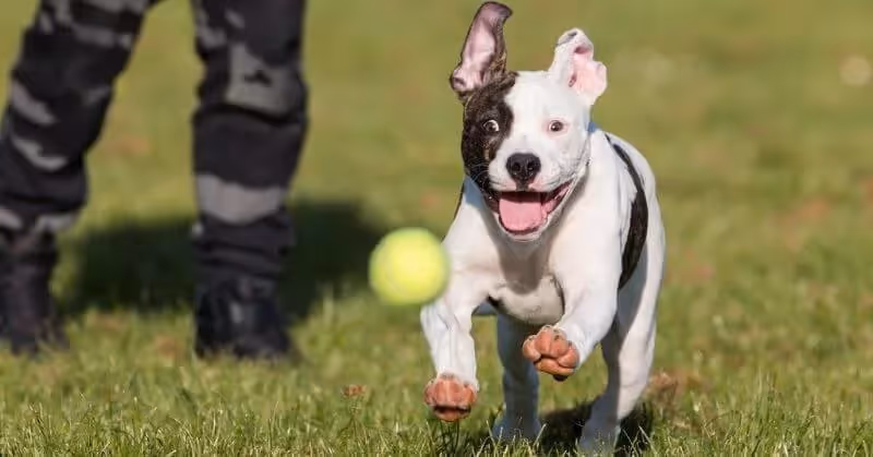 Chien molosse Bouledogue américain