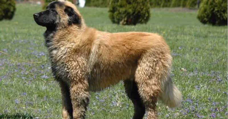 Chien molosse de la Serra da Estrela