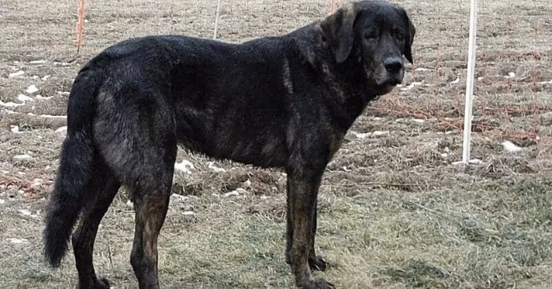 Chien molosse Castro Laboreiro