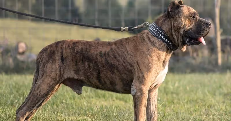 Chien molosse Dogue des Canaries