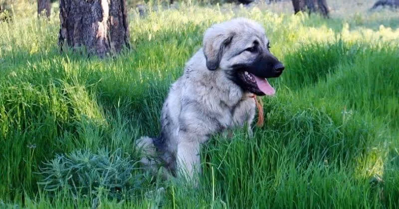 Chien molosse berger yougoslave de Charplanina