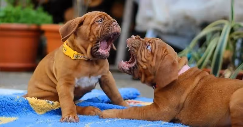 Chien molosse Dogue de Bordeaux