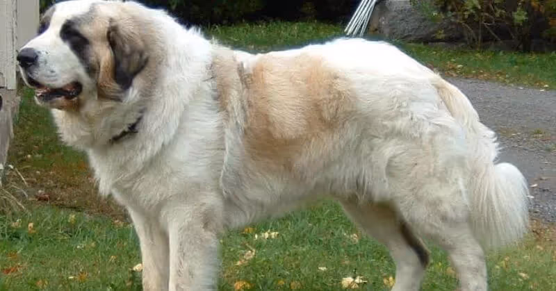Chien molosse Mâtin des Pyrénées