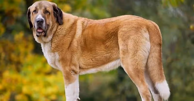 Chien molosse Mâtin espagnol
