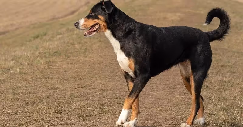 Bouvier de l'Appenzell