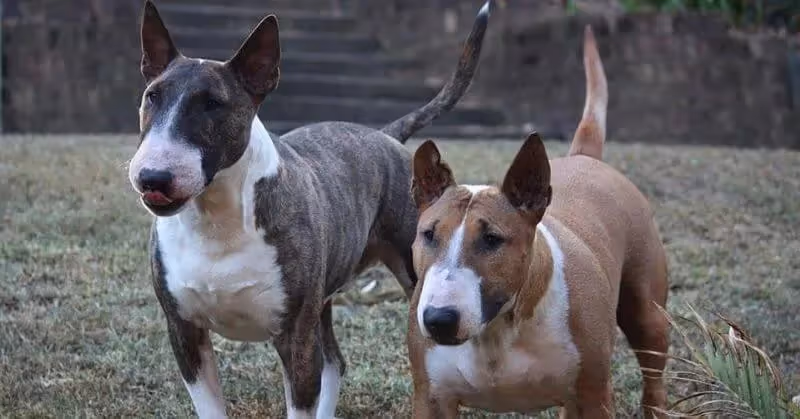 Bull Terrier