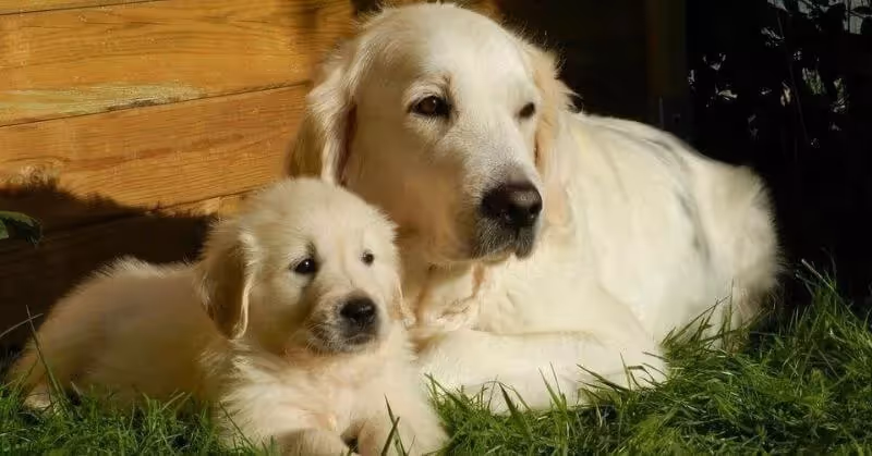 Chien chiot Golden Retriever