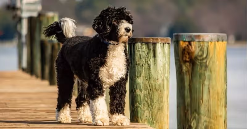 Chien d’eau portugais