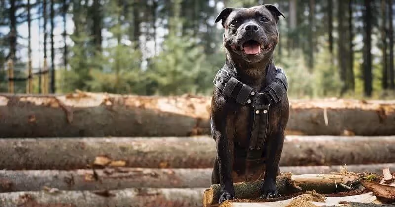 Chien Staffordshire Bull Terrier