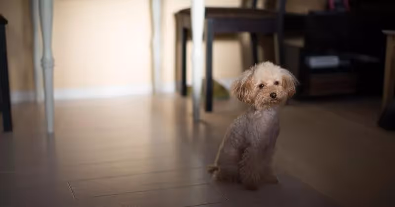 Le Caniche toy