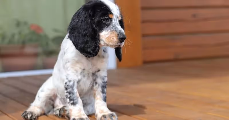 Cocker anglais noir et blanc