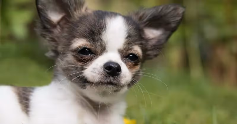 Chihuahua noir et blanc