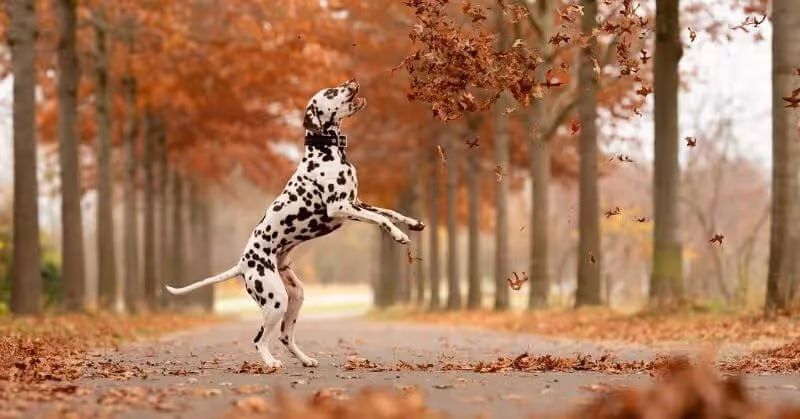 Chien noir et blanc Dalmatien