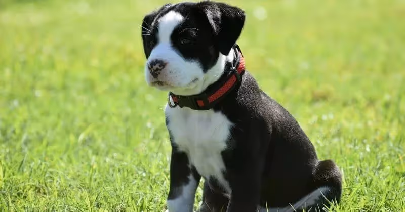 American Bully noir et blanc