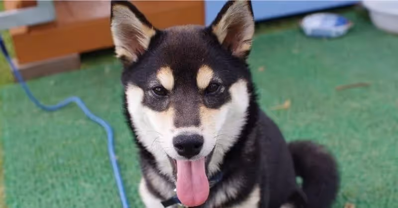 Shiba Inu blanc et noir