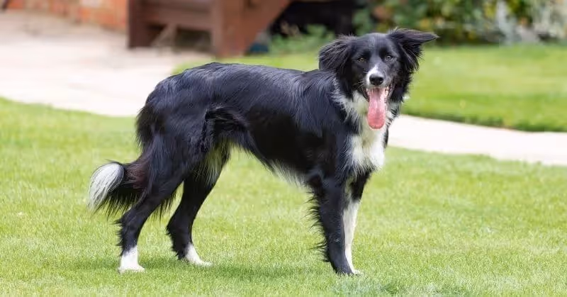 Chien noir Border Collie