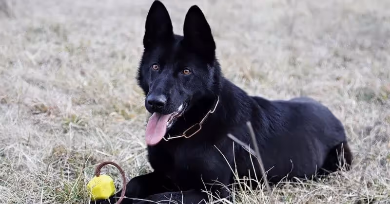 Chien noir Berger allemand