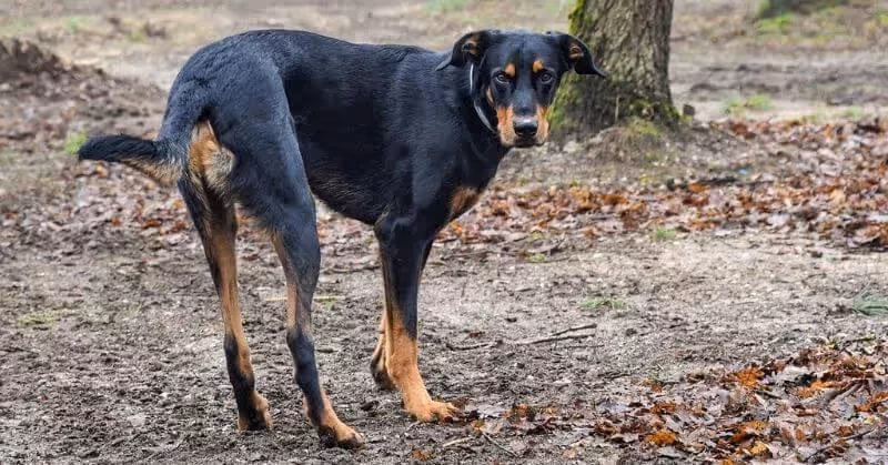 Chien noir Beauceron