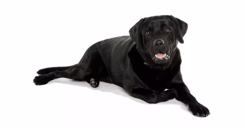 Chien noir Labrador