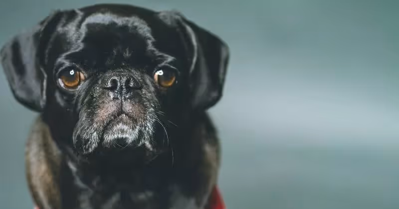 Chien noir Carlin