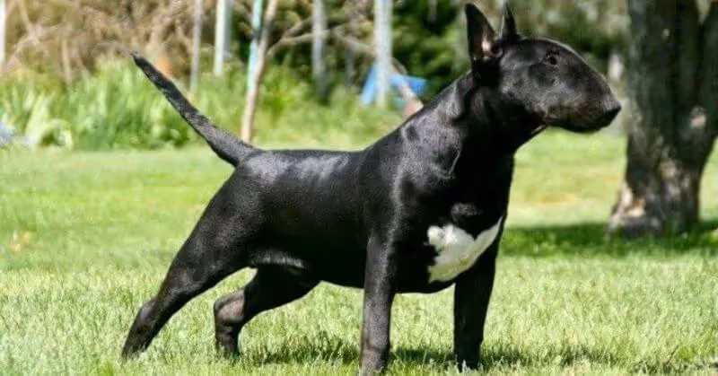 Chien noir Bull Terrier