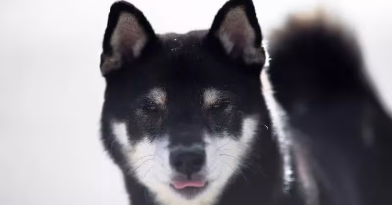 Chien noir Shiba Inu