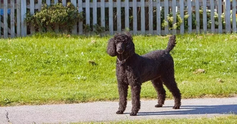 Chiot noir Caniche