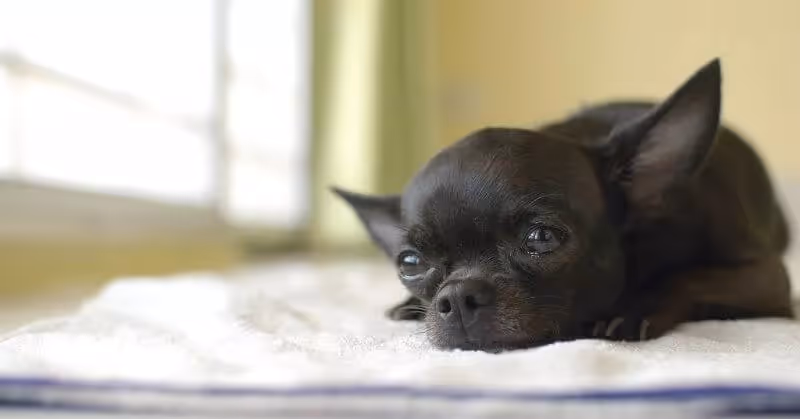 Chien noir Chihuahua