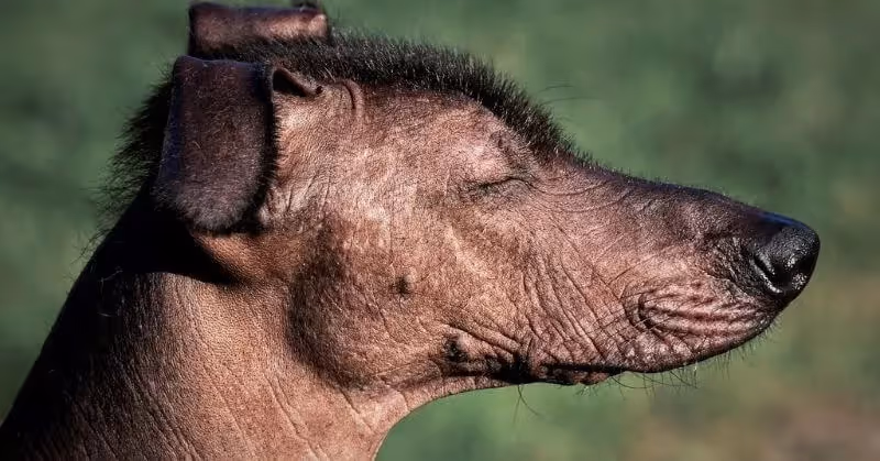Chien sans poil Chien nu du Mexique