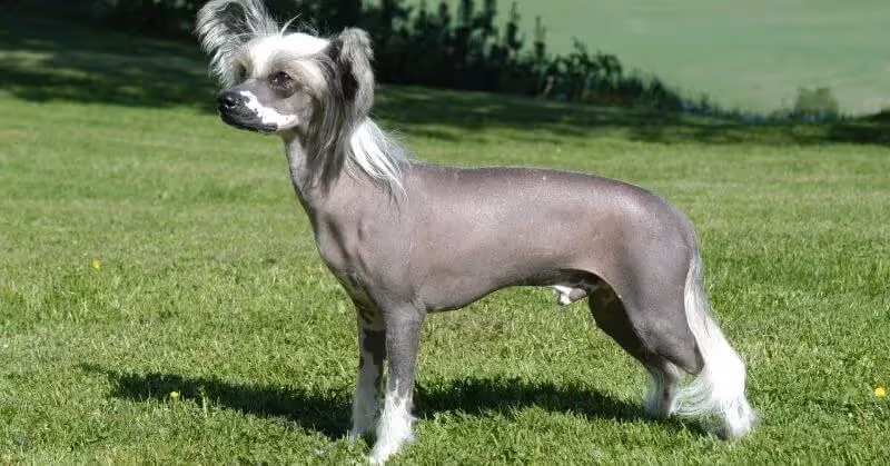 Chien sans poil Chien chinois à crête