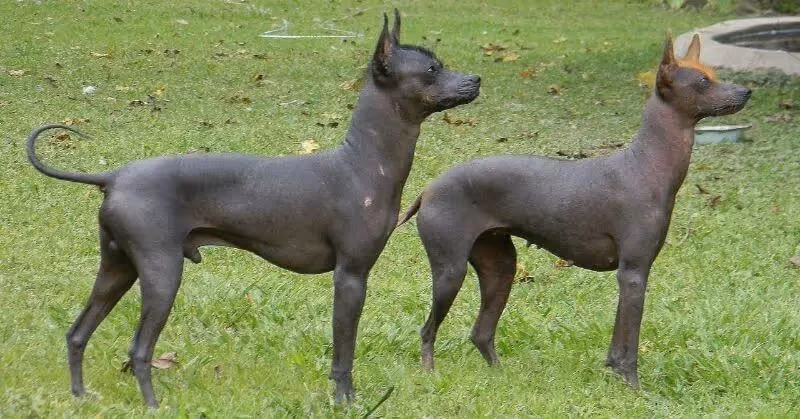 Chien sans poil Chien pila argentin