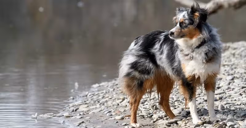 Chien sportif Berger australien