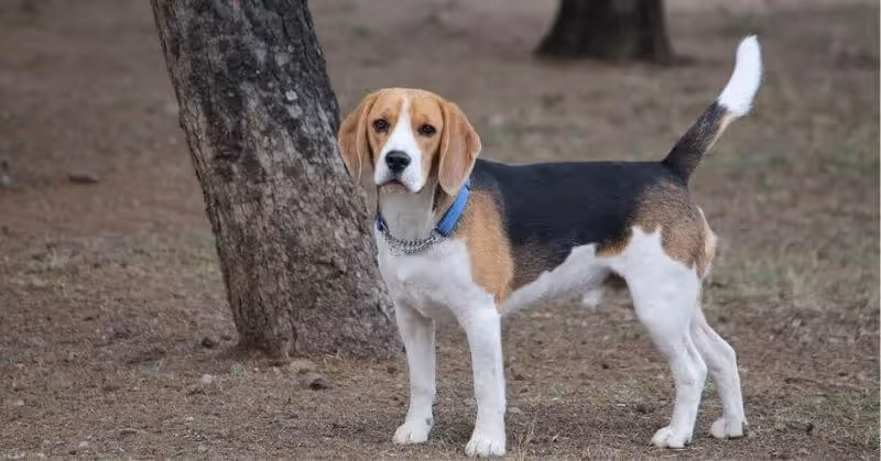 Chien sportif Beagle