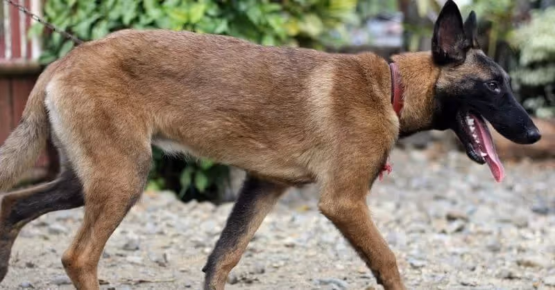 Chien sportif Malinois