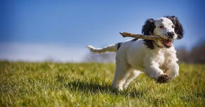 Chien sportif Cocker anglais