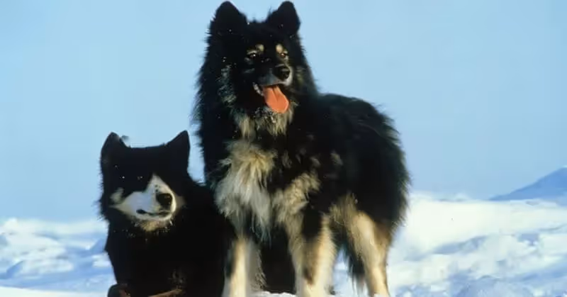 Chien de Sakhaline