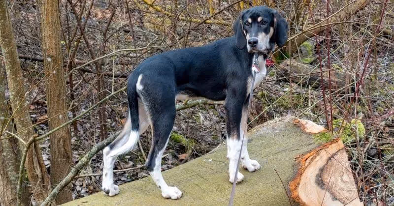 Eurohound