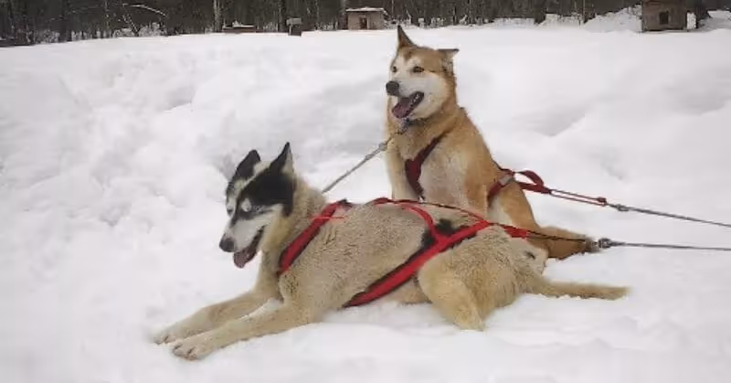 Alaskan Husky