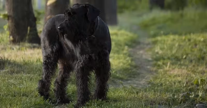 Le Schnauzer géant