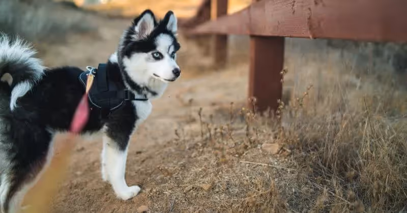 Le Pomsky