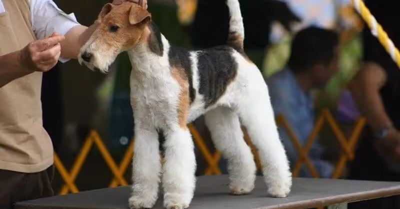 Le Fox Terrier
