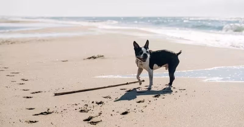Le Boston Terrier