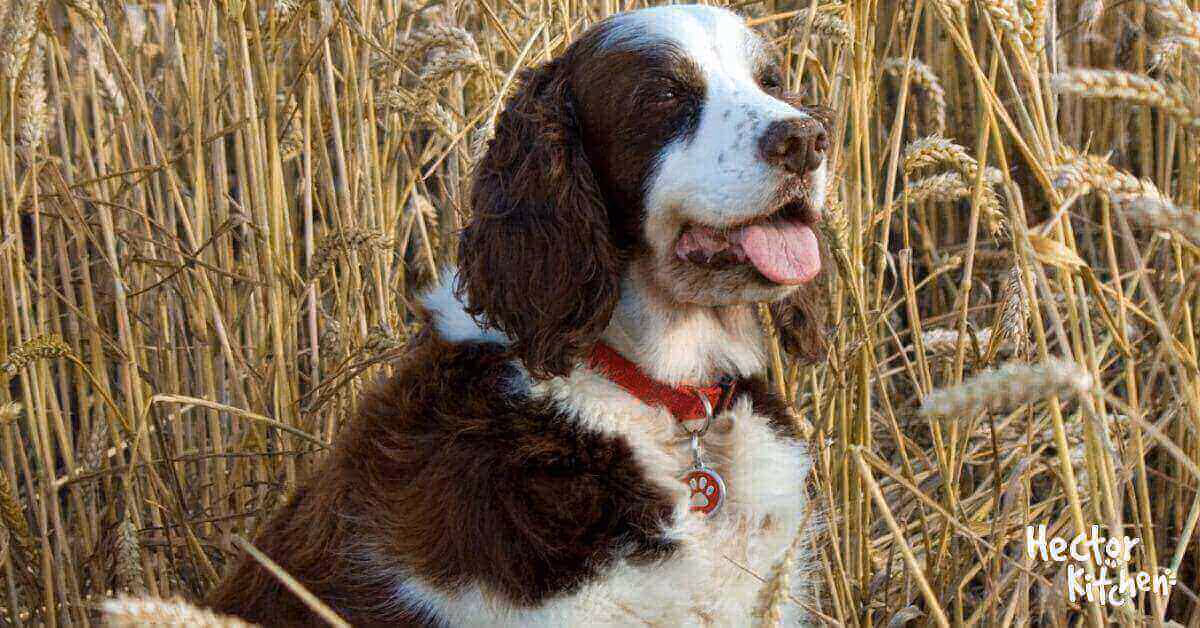 Conseils pour éviter les épillets chez votre chien ou votre chat