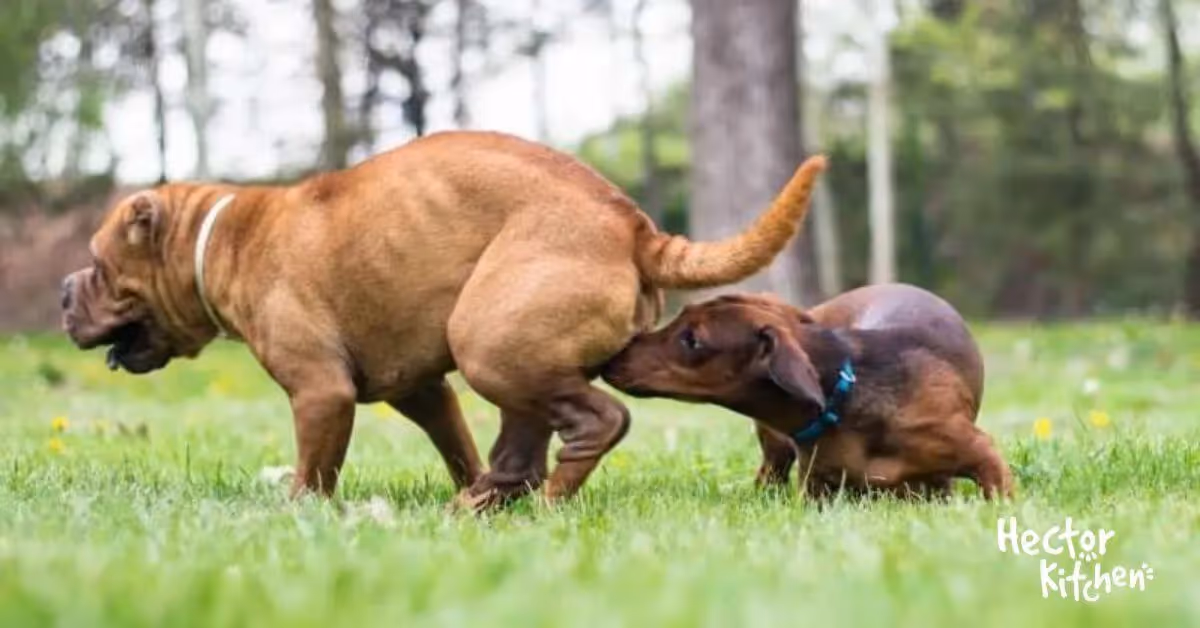 La chaleur chez la chienne : Gestion et soins appropriés